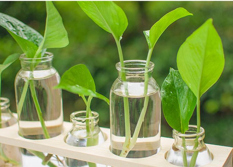 Glass Hydroponic Vase